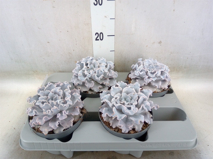 <h4>Echeveria   ...</h4>