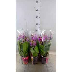 Phalaenopsis multi.   ...rose