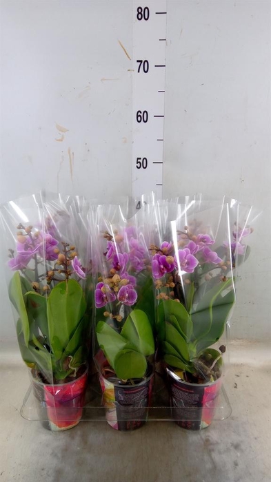 <h4>Phalaenopsis multi.   ...rose</h4>