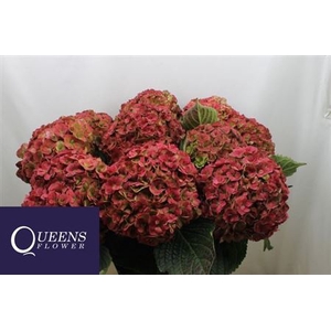 Hydr M Royal Anastasia Cl