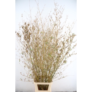 DECOGROEN OV