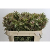 Leucadendron Ayoba Star Pearl