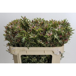 Leucadendron Ayoba Star Pearl