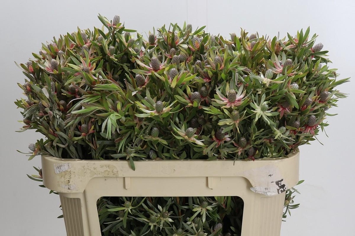 <h4>Leucadendron Ayoba Star Pearl</h4>