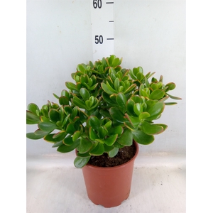 Crassula ovata 'Sunset'