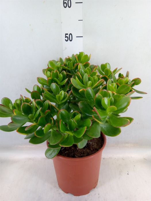 <h4>Crassula ovata 'Sunset'</h4>