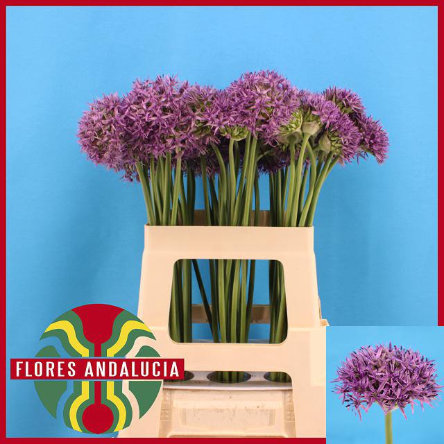ALLIUM VIOLET BEAUTY