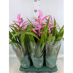 Tillandsia  'Andreas'