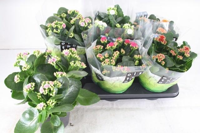 <h4>KAL GE GEM 5 KL</h4>