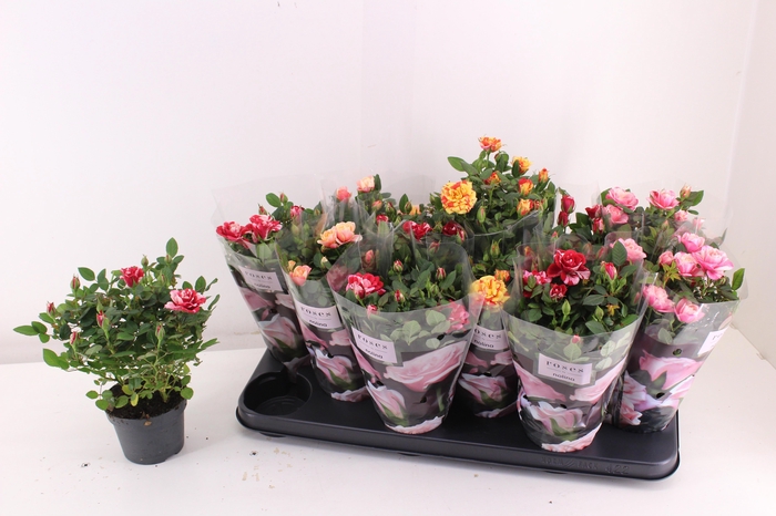 <h4>RO VICTORY GEM</h4>