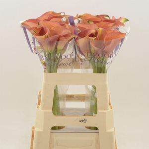 Calla Orange Pride