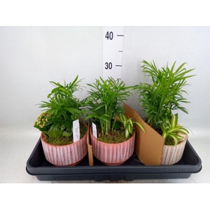 Arr.    Planten  L%