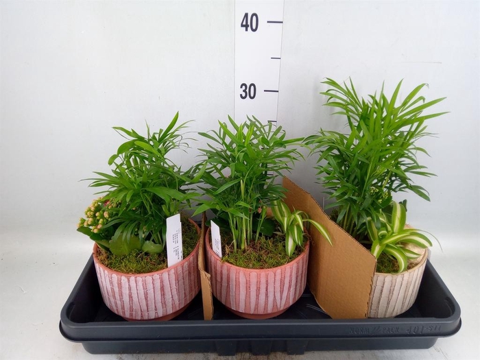 <h4>Arr.    Planten  L%</h4>