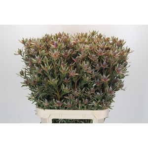 Leucadendron Ayoba Star Pearl