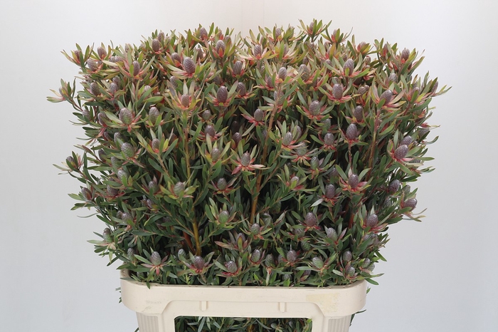 <h4>Leucadendron Ayoba Star Pearl</h4>
