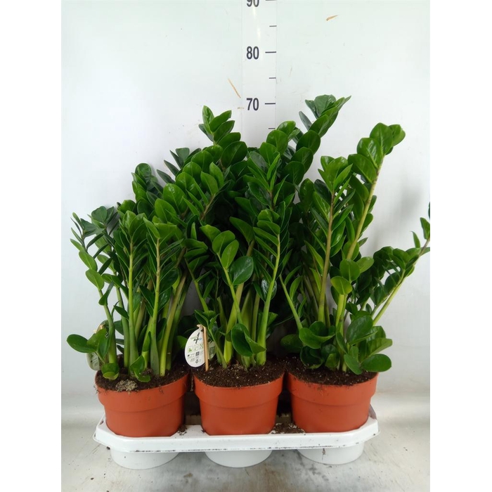 <h4>Zamioculcas zamiifolia 'Midori'</h4>