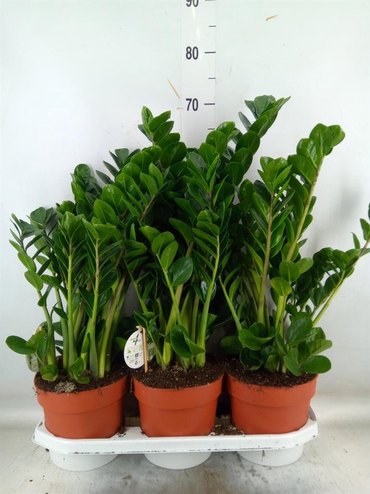 <h4>Zamioculcas zamiifolia 'Midori'</h4>