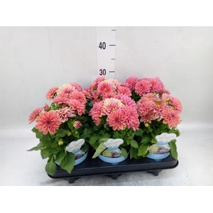 Dahlia  'Dalina Maxi Stardust Pink'