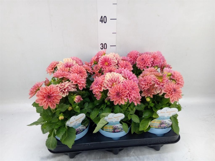 <h4>Dahlia  'Dalina Maxi Stardust Pink'</h4>