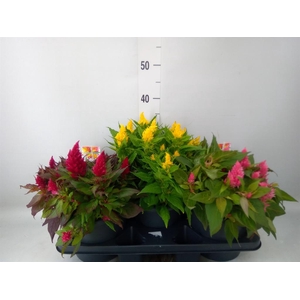 Celosia arg. PL 'Kelos Fire' .mix