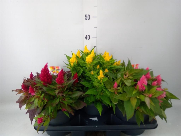 <h4>Celosia arg. PL 'Kelos Fire' .mix</h4>