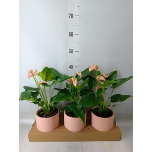 Anthurium andr. 'Joli Peach'