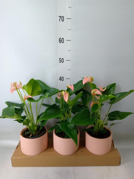 <h4>Anthurium andr. 'Joli Peach'</h4>