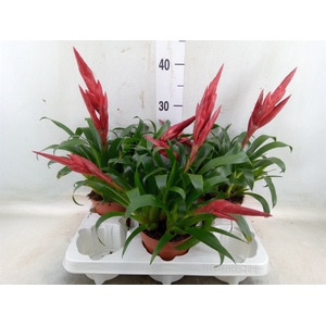 Vriesea  MF   ...mix 2