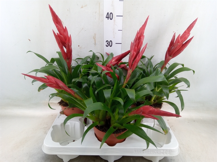 <h4>Vriesea  MF   ...mix 2</h4>