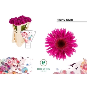 Germini Spider Rising Star Water x40