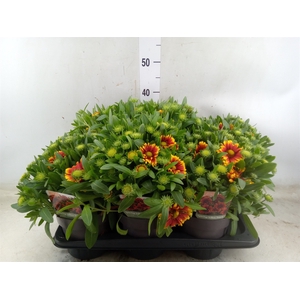 Gaillardia aristata