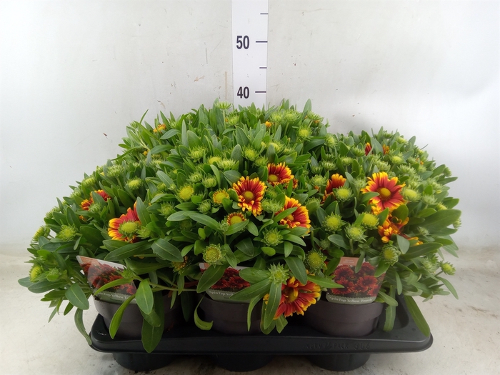<h4>Gaillardia aristata</h4>