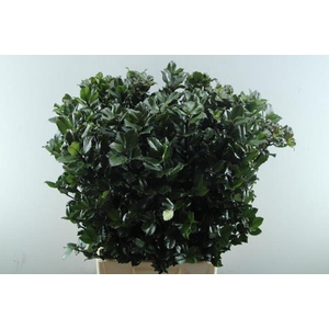 Deco Gr Ilex Blue Prince(80cm)