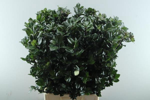 <h4>Deco Gr Ilex Blue Prince(80cm)</h4>