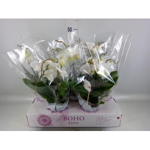 Phalaenopsis   ...white
