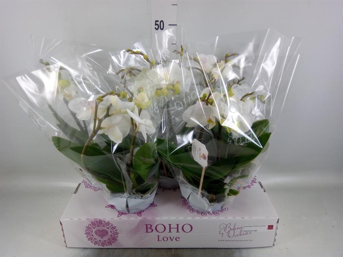 <h4>Phalaenopsis   ...white</h4>