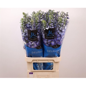 Delph Du Guardian Blue