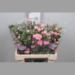 Di Tr Rosadita