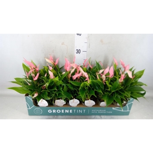 Anthurium andr. 'Lilli'
