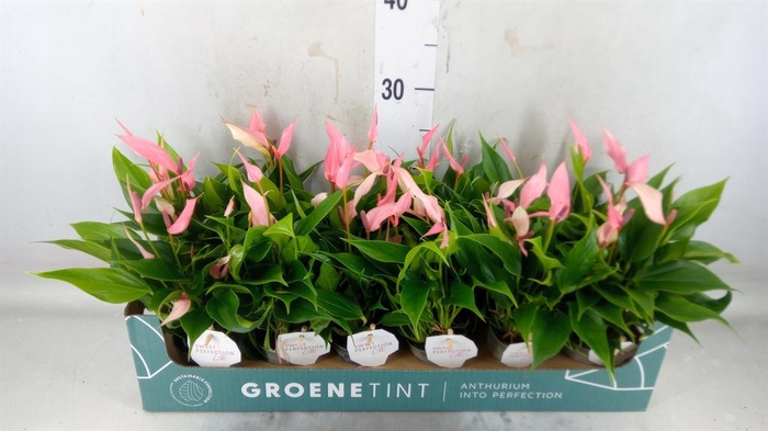 <h4>Anthurium andr. 'Lilli'</h4>