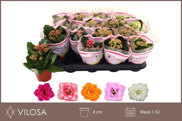 <h4>KAL GE GEM 5 KL</h4>