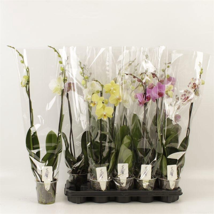 <h4>PHAL GEM 6 KL</h4>