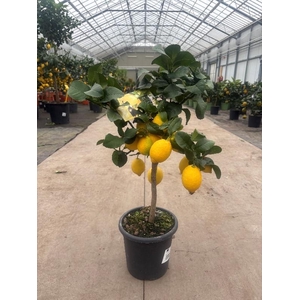 Citrus Limon stam veel gele vruchten