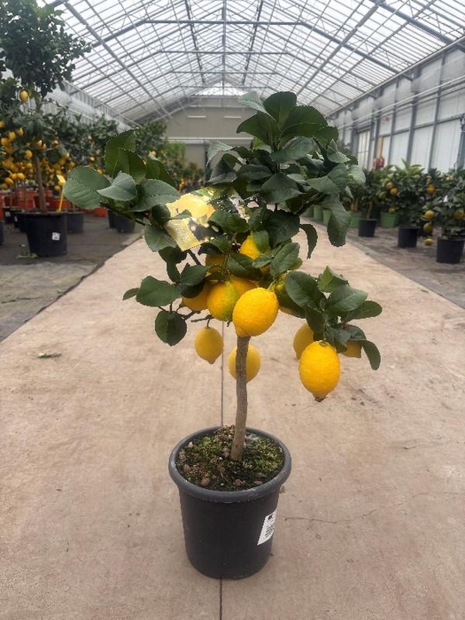 <h4>Citrus Limon stam veel gele vruchten</h4>