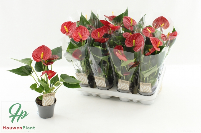 <h4>ANTHU AN SUCCESS RED</h4>