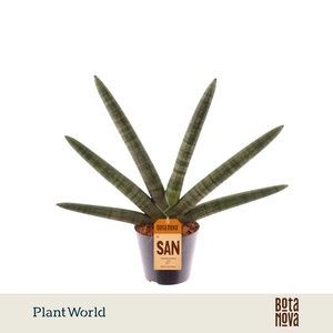 Sansevieria Skyline