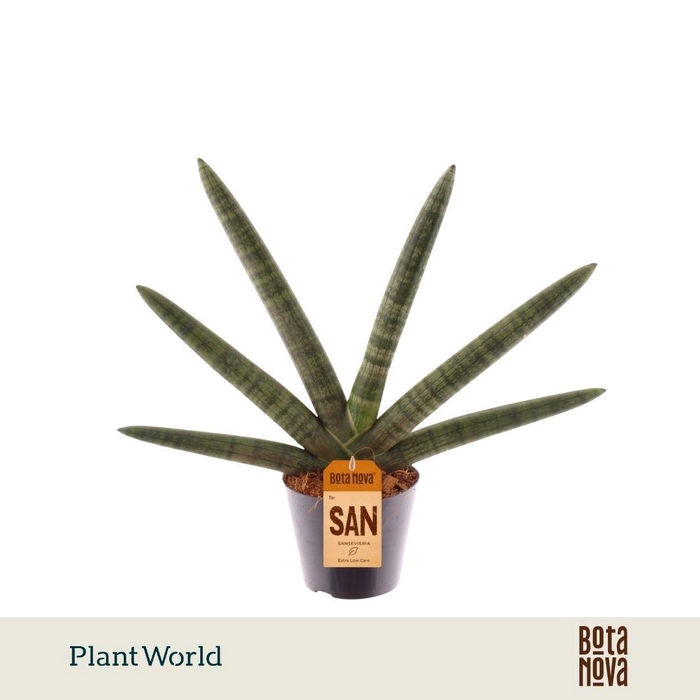 <h4>Sansevieria Skyline</h4>