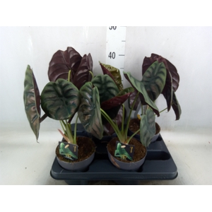 Alocasia cuprea 'Red Secret'