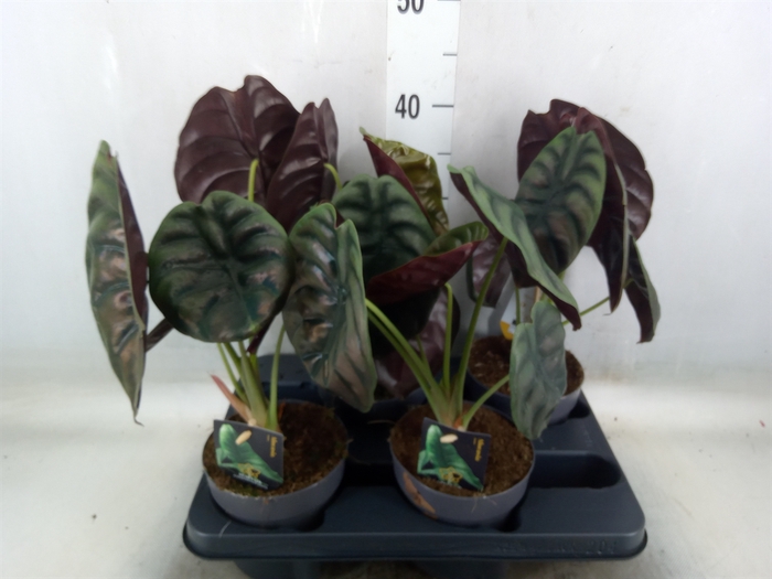 <h4>Alocasia cuprea 'Red Secret'</h4>