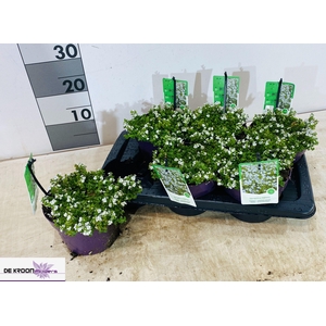 VERO REPENS
